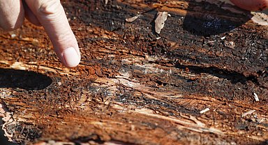 Antalya ormanlarında milimetrelik tehlike; ağacı 15 günde kurutuyorlar