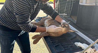 Araç çarpan karakulak öldü