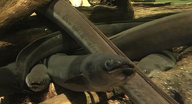 Avrupa yılan balıklarının neslinin korunması için çalışma başlatıldı