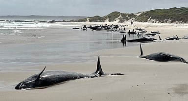 Avustralya'da 150'den fazla sahte katil balina kıyıya vurdu