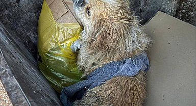 Ayaklarını bağladığı köpeği çöp konteynerine attı; o anlar kamerada