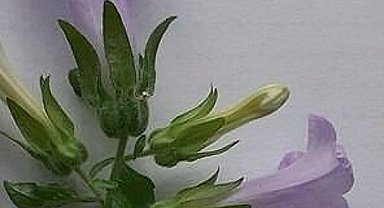 Aydın'da yeni bir bitki türü keşfedildi; 'Kuşadası Çanı' adı verildi