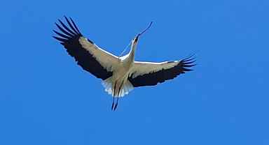 Aydın'da yılın ilk leyleğini gördü, bir çuval un kazandı