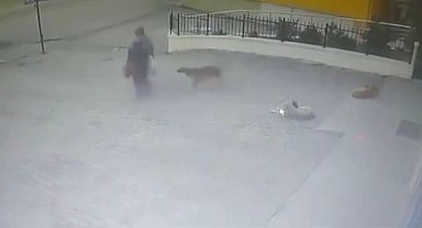 Başıboş köpeğin saldırısına uğrayan kadın yaralandı; o anlar kamerada