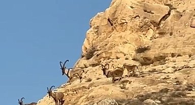 Batman'da, koruma altındaki dağ keçileri kamerada