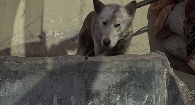 Batman'da kümeste yakalanan kurt, tedavisinin ardından doğaya bırakıldı