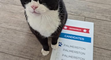 Bermuda'nın 'kedi ilişkileri danışmanı' Palmerston, seçimler için oy kullandı