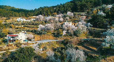 Bir ay önceden çiçek açan badem ve kiraz ağaçları üreticiyi düşündürüyor