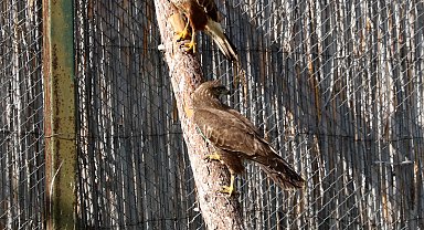 Bir yılda 650 hayvana müdahale edilen merkezde tedavide başarı oranı yüzde 50'yi buldu