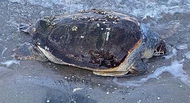 Bodrum sahilinde ölü caretta caretta bulundu