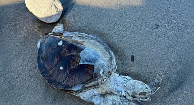 Bodrum'da ölü yavru caretta kıyıya vurdu