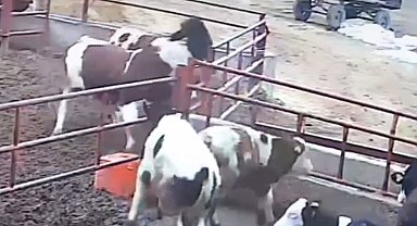 Boğanın 2 kardeşe saldırdığı anlar kamerada