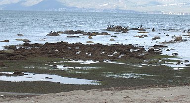 Burhaniye'de deniz çekildi, 2 bin 500 yıllık antik liman ortaya çıktı