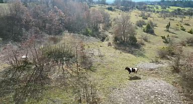 Cami imamı, kaybolan ineği dronla buldu
