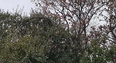 Çanakkale'de tarlasından dönerken dev yılanı görüntüledi