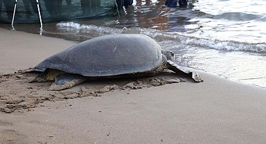 Caretta caretta 'Lansinoh'un rotasını 18 bin kişi görüntüledi