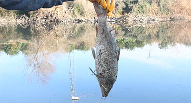 Ceyhan Nehri için 'botulismus' uyarısı: Sinir sistemini felç edip, ölümlere neden oluyor