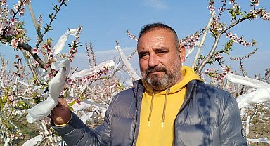 Çiçek açan şeftali ağaçlarını dona karşı tülle sardı