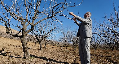 Çiftçilere 'kuraklık' uyarısı: Sulama imkanı olan fıstık ağaçlarına su versin