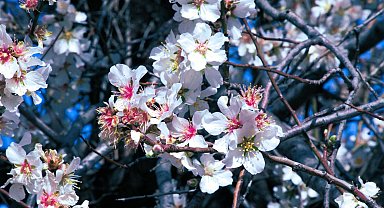 Datça'da badem ağaçları çiçek açtı, her yer beyaza büründü