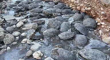 Dere yatağında mahsur kalan 316 kaplumbağa kurtarıldı