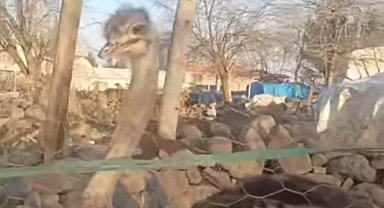 Diyarbakır'da bahçeden kaçan deve kuşu, 3 gün sonra bulundu