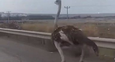 Diyarbakır'da çiftlikten kaçan deve kuşu kara yoluna girdi