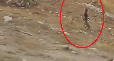 Diyarbakır'da çizgili sırtlan kamerada