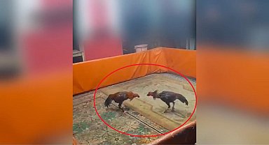 Diyarbakır'da horoz dövüştüren 8 kişiye 450 bin TL ceza