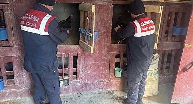 Dövüştürülen horozları jandarma kurtardı