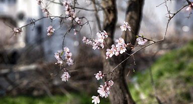 Edirne'de 'yalancı bahar'a aldanan meyve ağaçları çiçek açtı