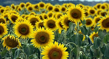 Edirneli üretici, mevsim değişikliği ile ayçiçeği ekimini öne çekti