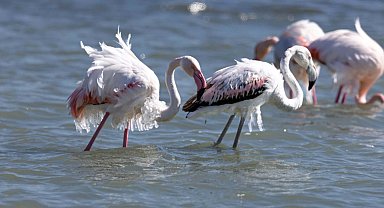 Eğirdir Gölü'nde kışlayan flamingoların vücutlarında buz sarkıtları oluştu