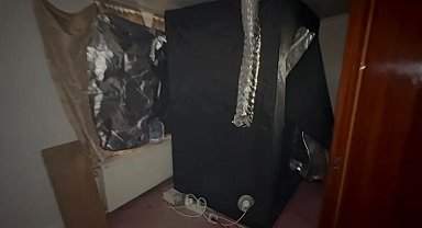 Elbise dolabında kenevir yetiştiren şüpheliye gözaltı