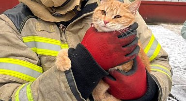 EMERCOM, ağaçta mahsur kalan kediyi kurtardığı görüntüleri paylaştı