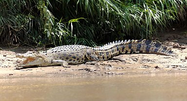Endonezya'da timsah saldırısı: 10 yaşındaki çocuk kayıp