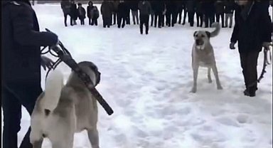Erzurum'da köpek dövüştüren 2 kişiye yasal işlem