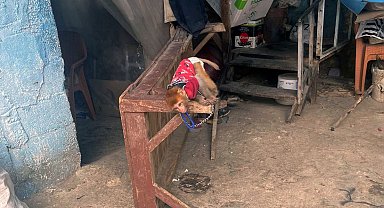 Evde ele geçirilen makak maymunu ve 3 sincap koruma altına alındı