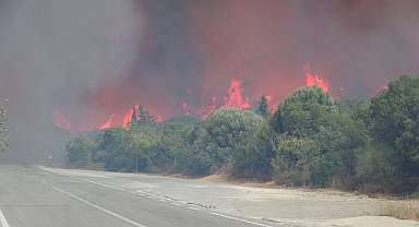 Gelibolu Yarımadası'nda çıkan yangının ekosisteme verdiği zarar araştırılacak