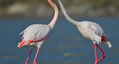 Gökçeada'da flamingoların 'kur' ve 'beslenme' dansı fotoğraflandı