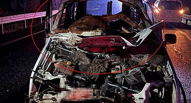 Hafif ticari aracın çarptığı at, ön camdan içeri girdi; sürücü ağır yaralı