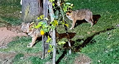 Her gün evinin önüne gelen çakalları besliyor