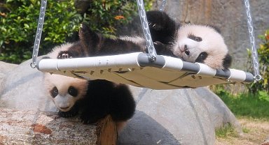 İkiz panda yavruları ziyaretçilerini karşıladı