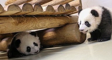 İkiz yavru pandalar ziyaretçileriyle tanıştı