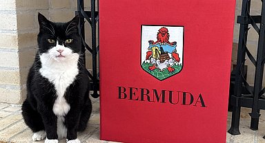 İngiltere Dışişleri Bakanlığı'nın eski kedisi Palmerston, Bermuda'da yeni görevine başladı