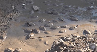 Islah çalışmaları için suyu kesilen derede, çamurda mahsur kalan 240 kaplumbağa kurtarıldı