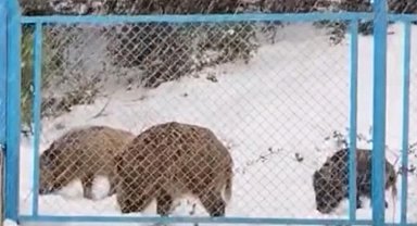 İstanbul - Eyüpsultan'da yiyecek arayan domuz sürüsü yola indi; sürücü 'Hey' diye seslendi