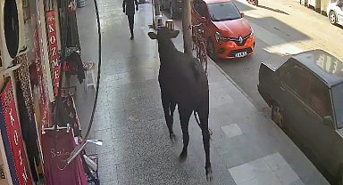 Kaçan angusun kaldırımdaki kişiyi boynuz darbesiyle yaraladığı anlar kamerada