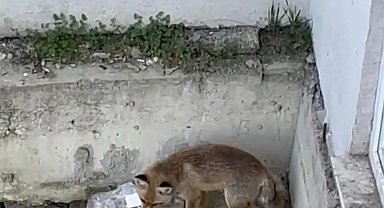 Karabük'te yiyecek arayan tilki kamerada