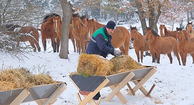 Karın etkili olduğu Bolu'da yılkı atlarına yem bırakıldı